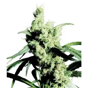 Silver Haze Regular sensi seeds