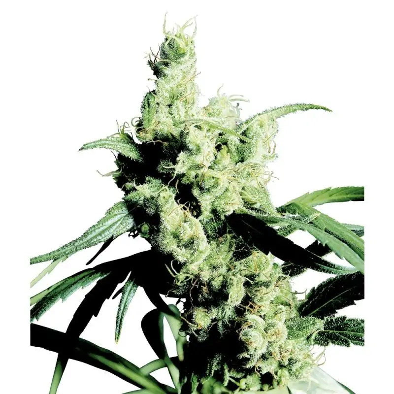 Silver Haze Regular sensi seeds