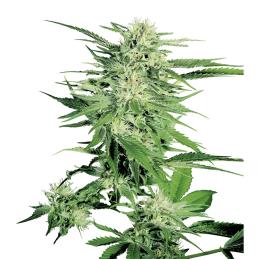 Big Bud Sensi seeds