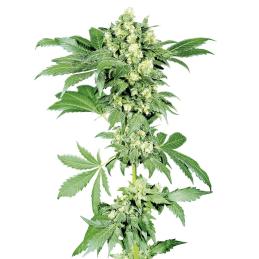 Afghani No-1 SENSI SEEDS