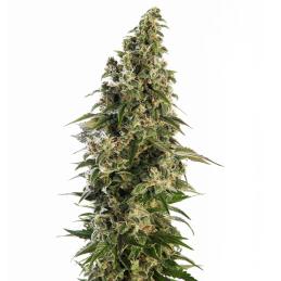 Afghani No-1 Auto Sensi Seeds
