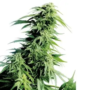 Hindu Kush SENSI SEEDS