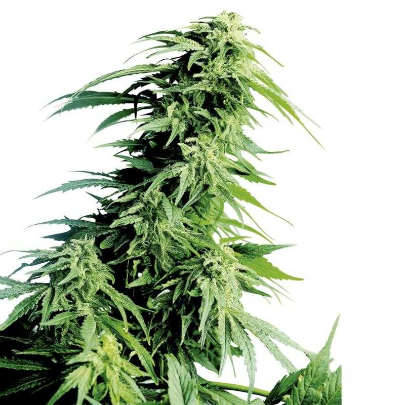 Hindu Kush SENSI SEEDS Hindu Kush SENSI SEEDS