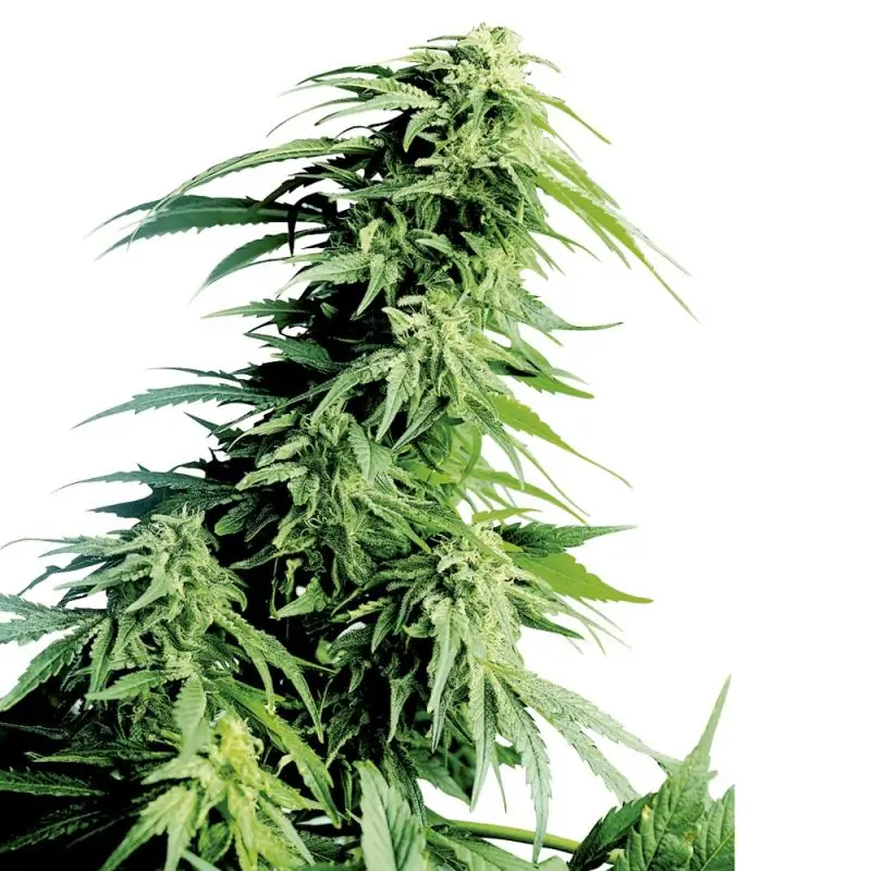 Hindu Kush SENSI SEEDS