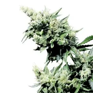 Hash Plant sensi seeds