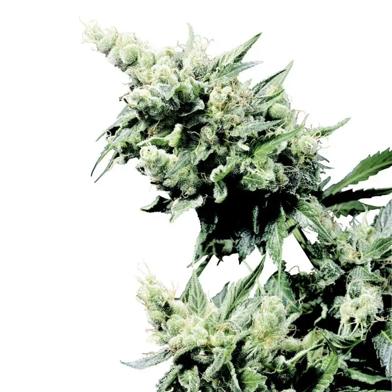 Hash Plant sensi seeds