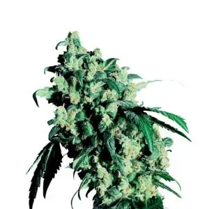 Super Skunk sensi seeds