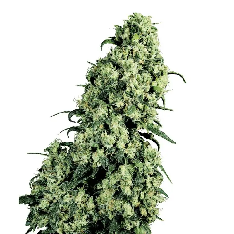 Skunk No-1 Regular sensi seeds