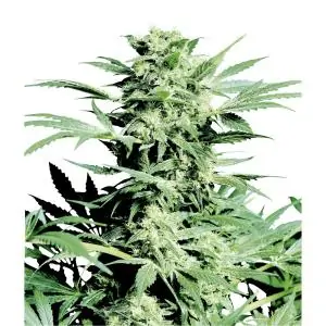 Shiva Skunk Regular sensi seeds