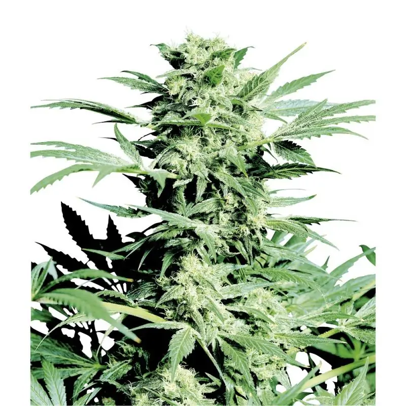 Shiva Skunk Regular sensi seeds