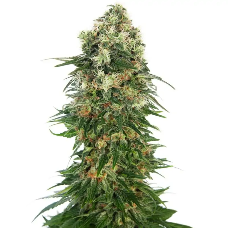 Shiva Skunk Auto sensi seeds