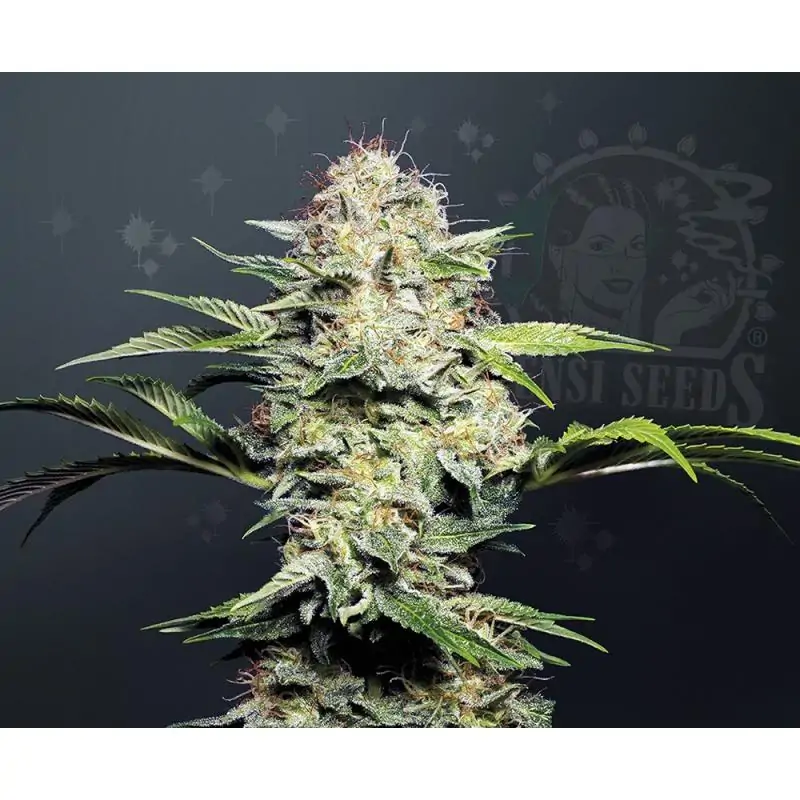 Sensi Skunk Auto sensi seeds