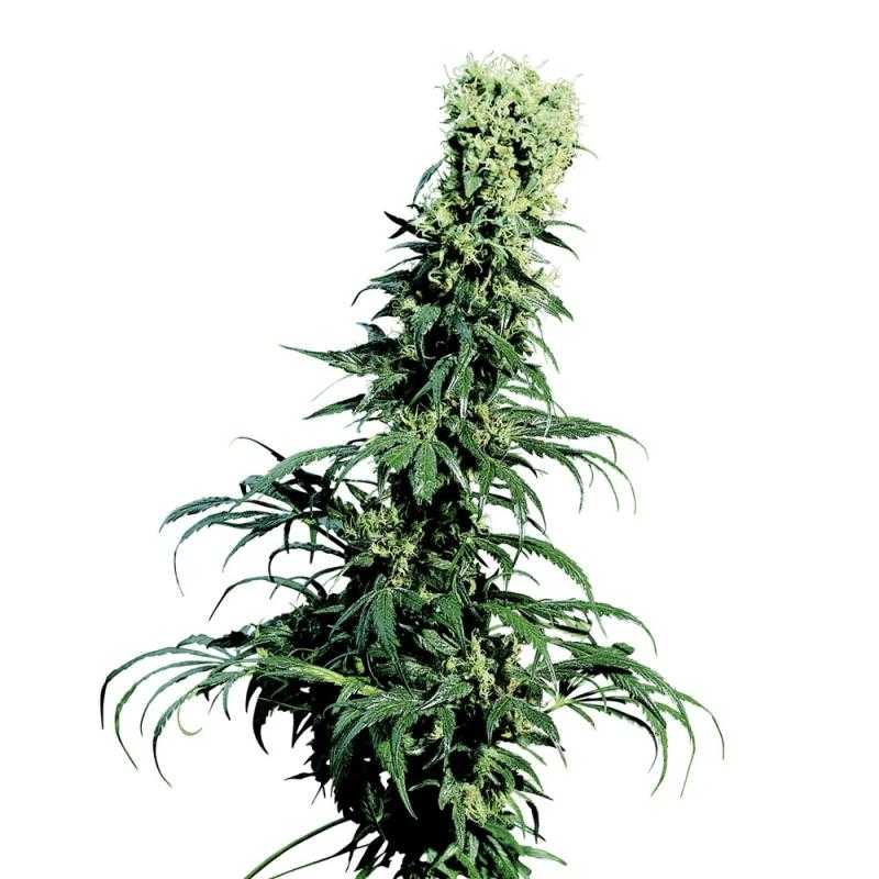 Early Pearl sensi seeds Early Pearl sensi seeds