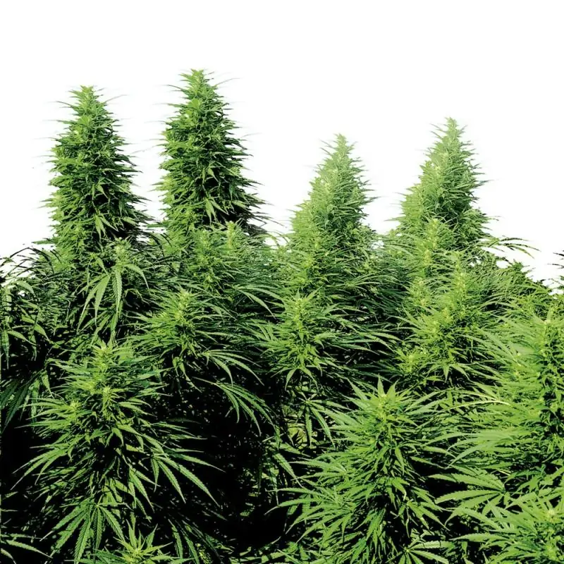 Ruderalis Skunk sensi seeds