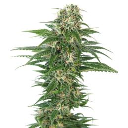 Early Skunk sensi seeds