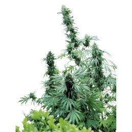 Early Skunk sensi seeds