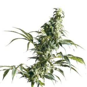 Mexican Sativa Regular sensi seeds