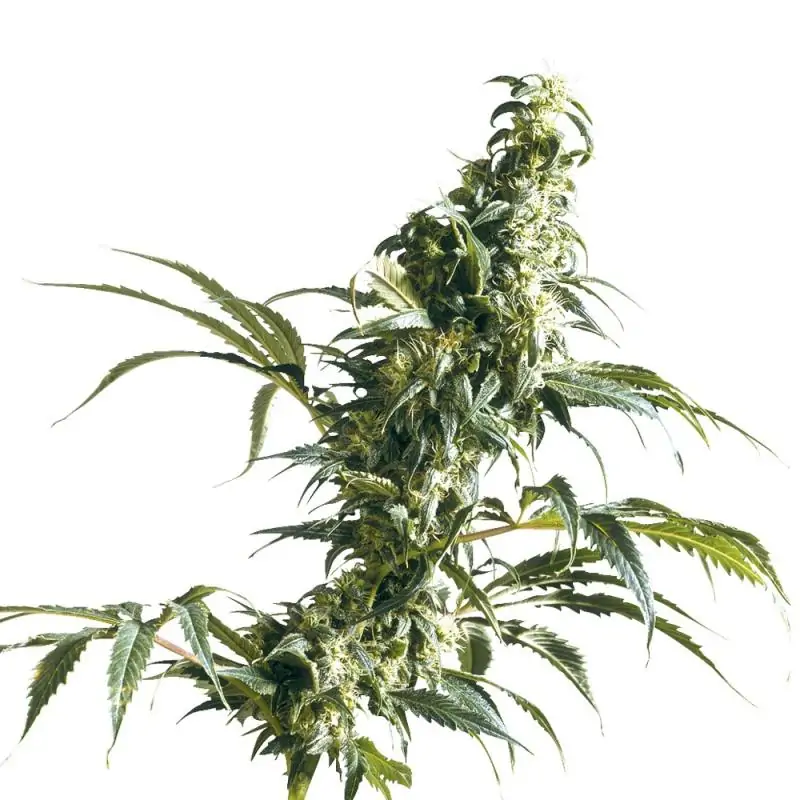 Mexican Sativa Regular sensi seeds