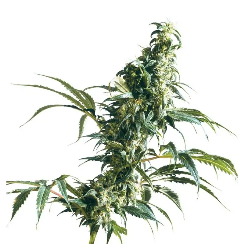 Mexican Sativa sensi seeds