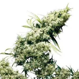 Jamaican Pearl SENSI SEEDS