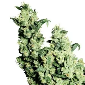 Jack Herer SENSI SEEDS