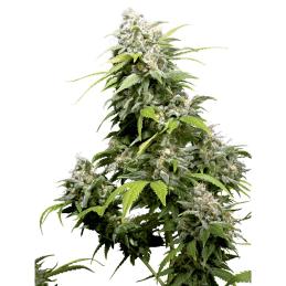 California Indica sensi seeds
