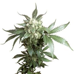 Black Domina sensi seeds