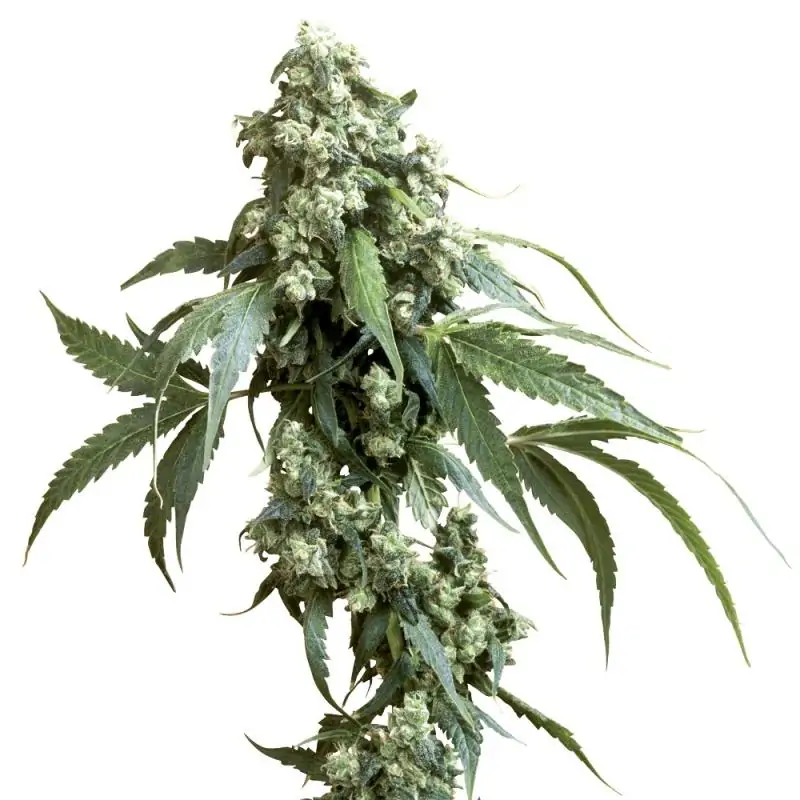 Jack Flash SENSI SEEDS