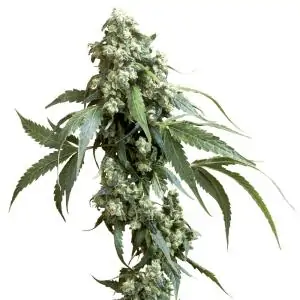 Jack Flash No-5 SENSI SEEDS