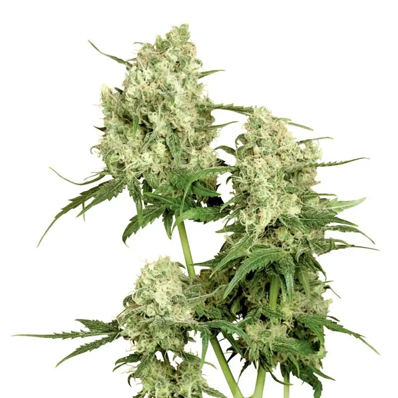 Maple Leaf Indica sensi seeds