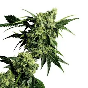 Mr Nice G13 x hashplant sensi seeds