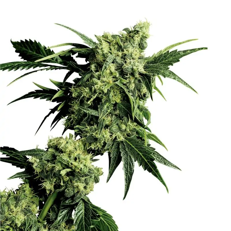 Mr Nice G13 x hashplant sensi seeds