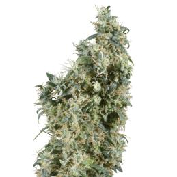 First Lady SENSI SEEDS