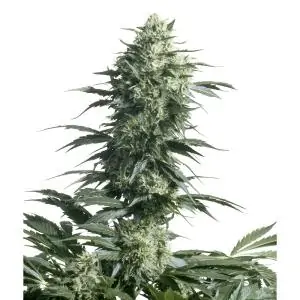 Mother's Finest sensi seeds