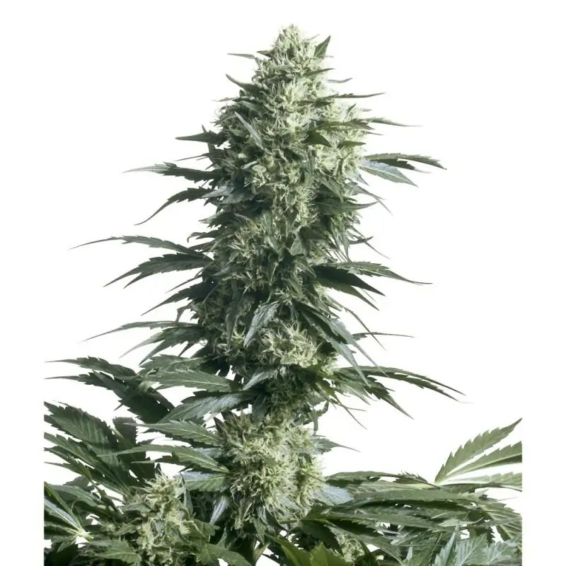 Mother's Finest sensi seeds