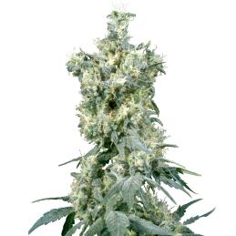 American Dream Sensi Seeds