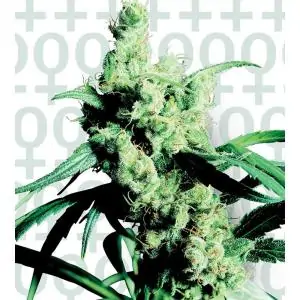 Silver Haze No-9 sensi seeds