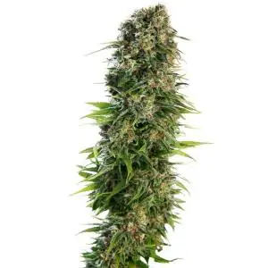 Hindu Kush Auto SENSI SEEDS