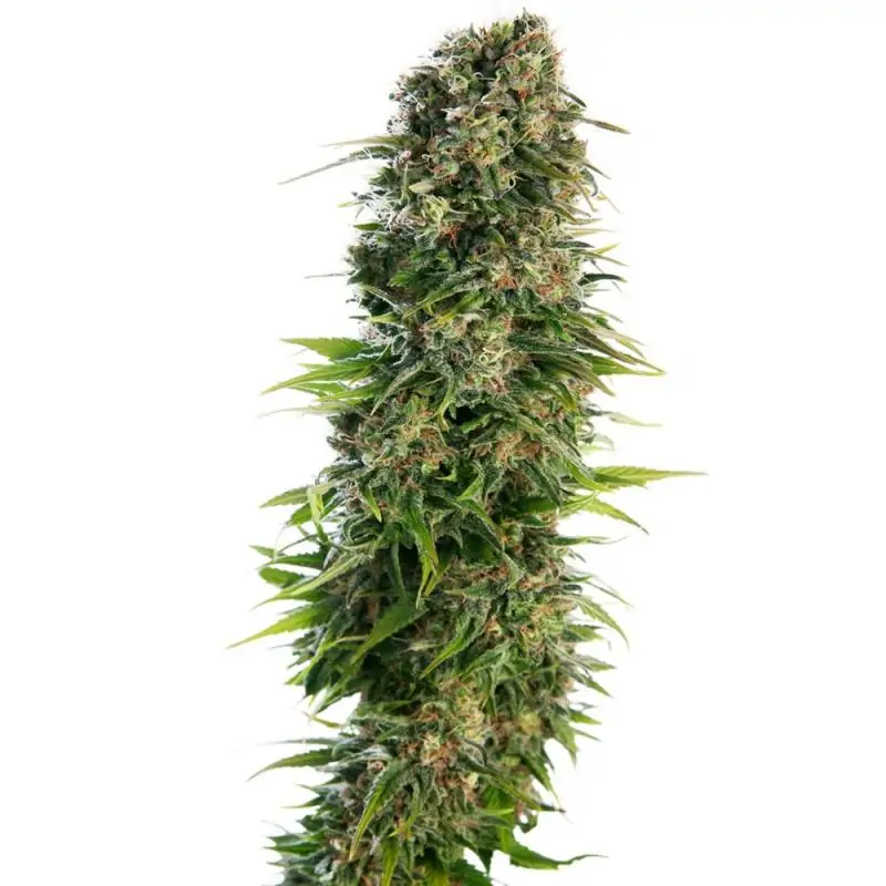 Hindu Kush Auto SENSI SEEDS