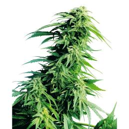 Hindu Kush Feminizada SENSI SEED