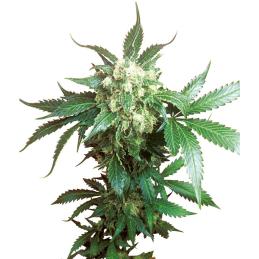 Black Domina feminizada Sensi seeds
