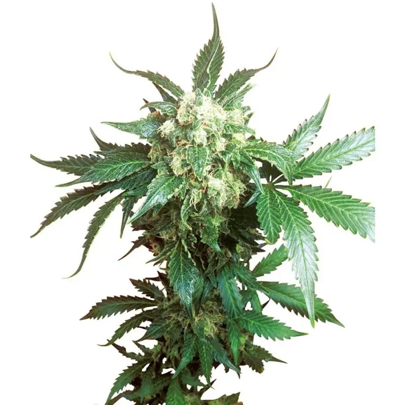 Black Domina feminizada Sensi seeds
