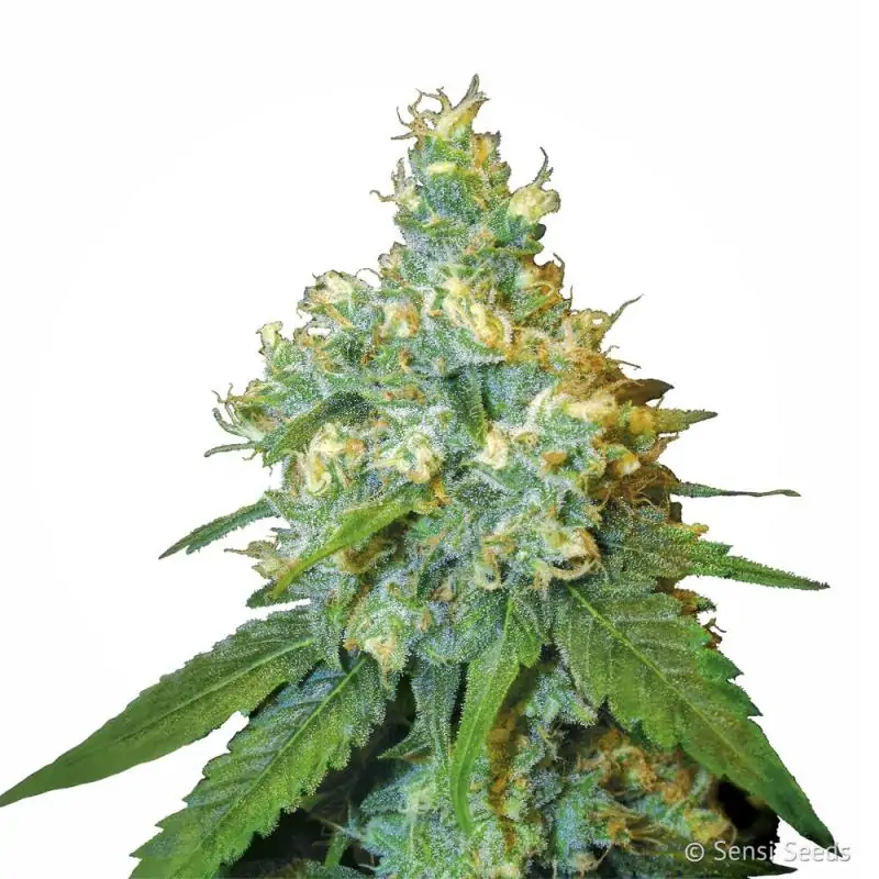 Jack Herer feminizada SENSI SEEDS