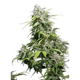 California Indica feminizada sensi seeds