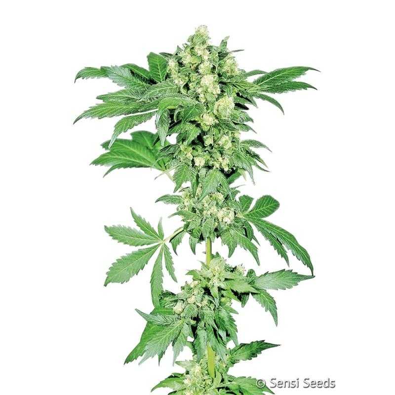 Afghani No-1 Sensi Seeds