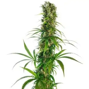 Michka Edición Limitada...