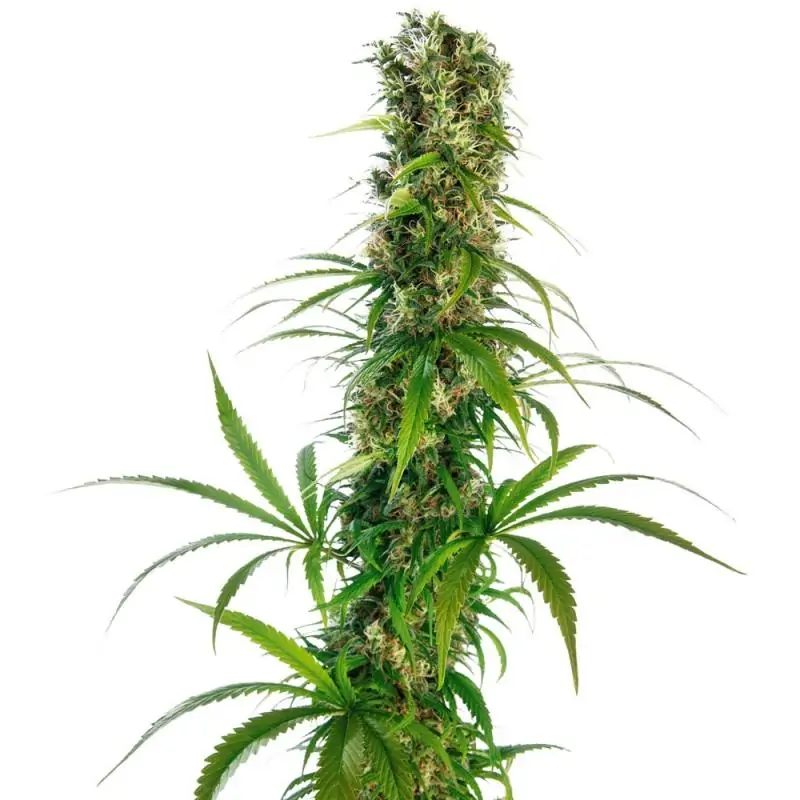 Michka Edición Limitada Regular