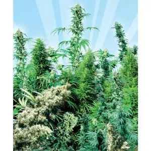 Outdoor Mix sensi seeds
