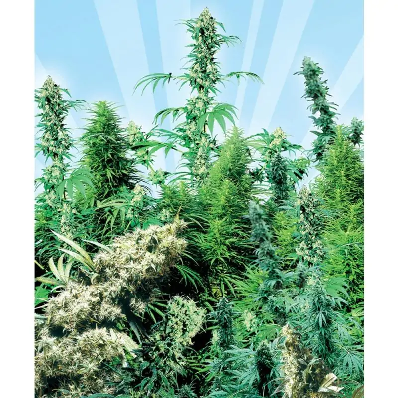 Outdoor Mix sensi seeds