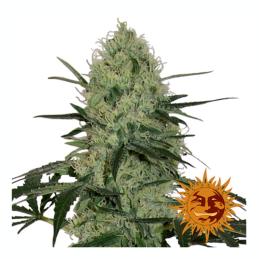 Auto Tangerine Dream